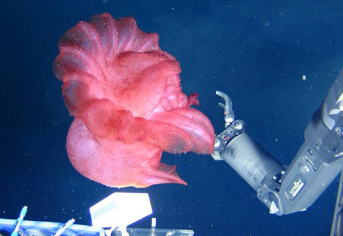 “蛟龙”号2月28日在卧蚕2号热液区获取的深海生物。500.jpg